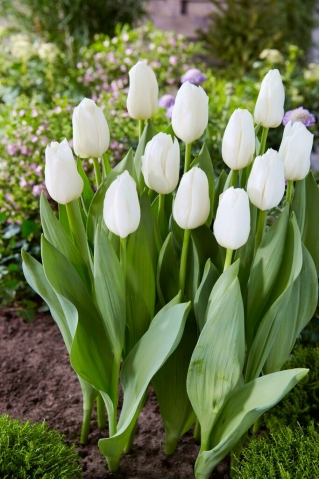 Tulipan White Dynasty - duża paczka! - 50 szt.