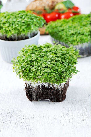 Microgreens - Kapusta mizuna - młode listki o unikalnym smaku
