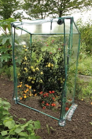 Szklarnia do pomidorów - 150 x 100 x 50 cm
