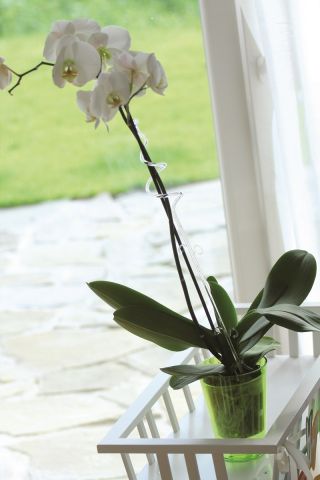 Podpórka do storczyka i innych kwiatów - spirala biała