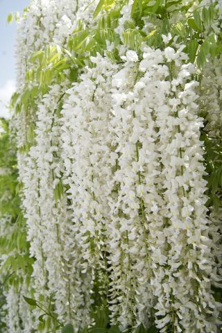 Wisteria biała - Glicynia chińska, Słodin - najpiękniejsze pnącze świata - sadzonka