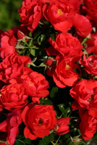 Róża okrywowa czerwona - sadzonka