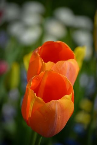 Tulipan pomarańczowy - Orange - 5 szt.