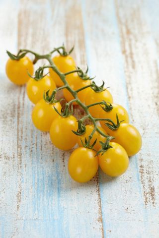 Pomidor Sungella - koktajlowy żółty
