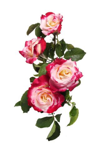 Róża wielkokwiatowa różowo-biała - sadzonka