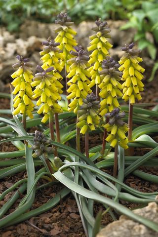 Szafirek złoty - Muscari Golden Fragrence - 3 szt.