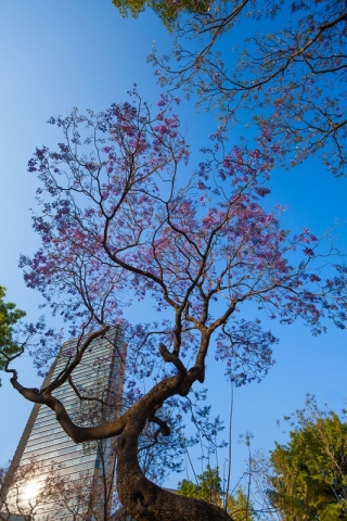 Paulownia omszona - sadzonka