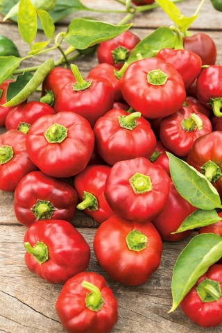 Papryka Topgirl - słodka pomidorowa