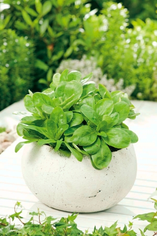 Domowy ogródek - Roszponka warzywna - do uprawy w domu i na balkonie