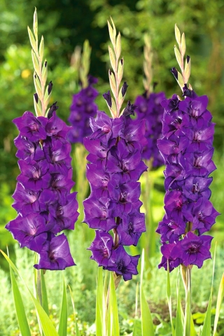 Mieczyk Purple Flora - 5 szt.