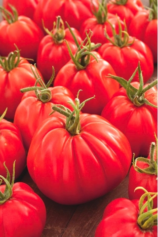 Pomidor Corazon F1 - w typie Bawole serce, gruntowy i pod osłony, wysoki
