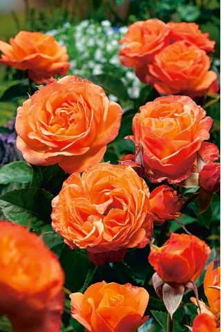Róża parkowa pomarańczowa - sadzonka