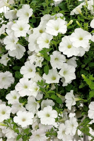 Petunia ogrodowa - Kaskada biała