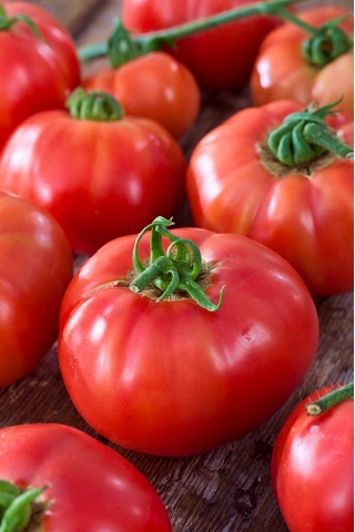 Pomidor Big League - gruntowy i pod osłony, karłowy