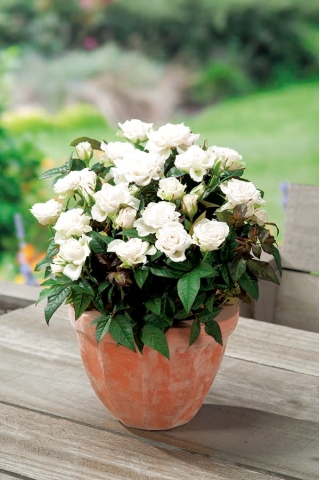 Róża miniaturowa - White, Alba Meidiland - sadzonka