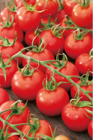 Pomidor Dafne F1 - szklarniowy, tunelowy