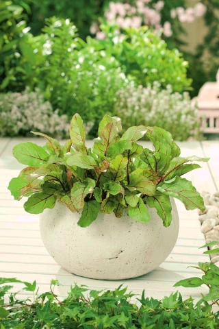 Mini ogród - Burak na ciete listki - do uprawy na balkonach i tarasach
