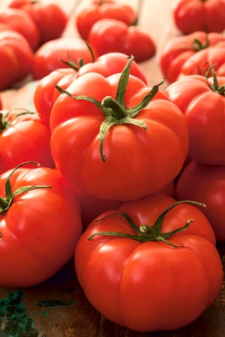Pomidor Jutrosz - gruntowy, karłowy, wczesny, bardzo plenny, doskonały na soki