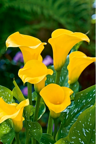 Calla żółta - Yellow