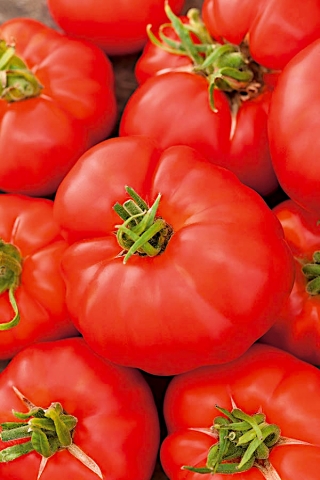 Pomidor Buffalosteak F1 - gruntowy i pod osłony, wysoki