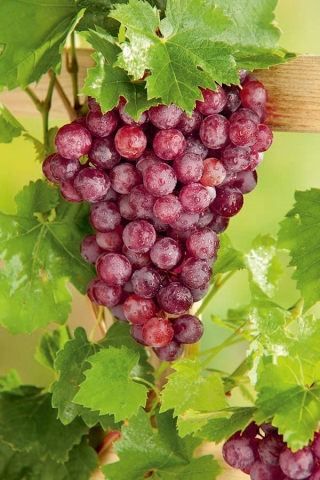 Winogrona różowe, winorośl - Kalina - bardzo słodka - sadzonka