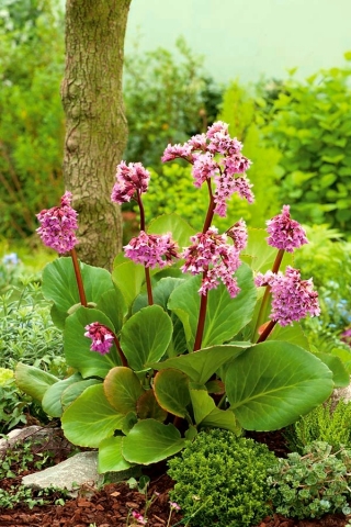 Bergenia Purpurea - duża paczka! - 10 szt.