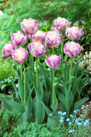 Tulipan Sweet Desire - GIGA paczka! - 250 szt.