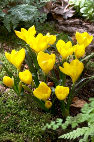 Sternbergia - Żółty zimowit - 1 szt.