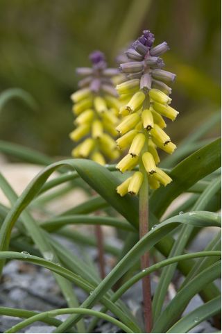 Szafirek złoty - Muscari Golden Fragrence - 3 szt.