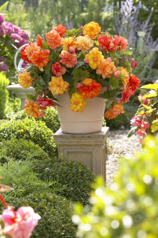 Begonia - Golden Balcony - kwiaty o ciepłych odcieniach - 2 szt