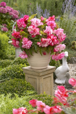 Begonia - Pink Balcony - kwiaty w odcieniach różu - 2 szt.