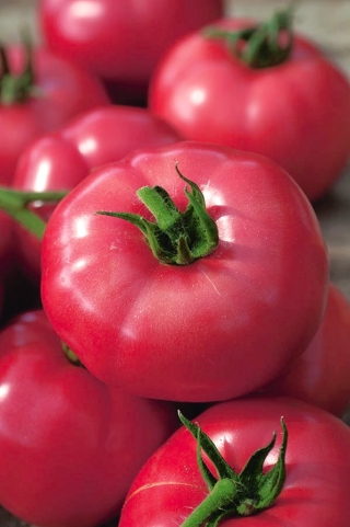 BIO Pomidor Faworyt - certyfikowane nasiona ekologiczne