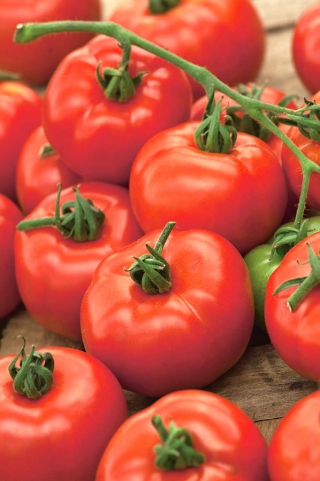 Pomidor Orkado F1 - gruntowy, wysoki