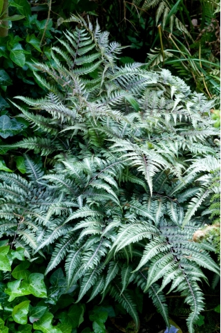 Paproć ogrodowa - Athyrium niponicum - Wietlica japońska - 1 szt.