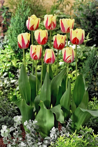 Tulipan World Expression - GIGA paczka! - 250 szt.