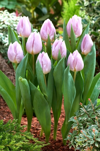 Tulipan Candy Prince - GIGA paczka! - 250 szt.