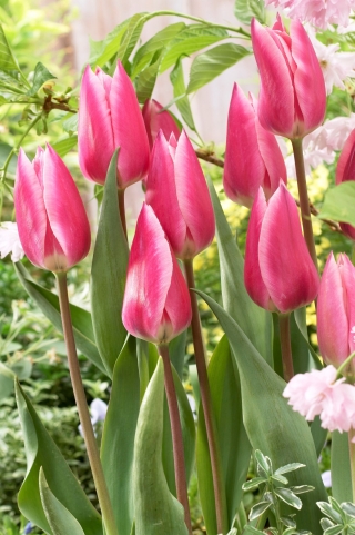 Tulipan Pink Surprise - GIGA paczka! - 250 szt.