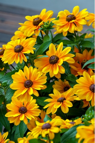 Rudbekia - Tiger Eye Gold - 1 szt.