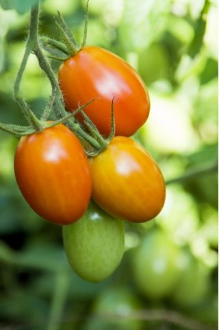 Pomidor Kmicic