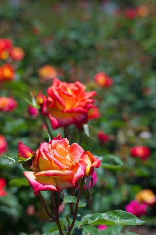 Róża wielkokwiatowa pomarańczowo-czerwona - sadzonka