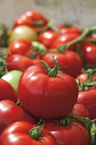Pomidor Hardy - szklarniowy i pod osłony, trwałe, duże owoce