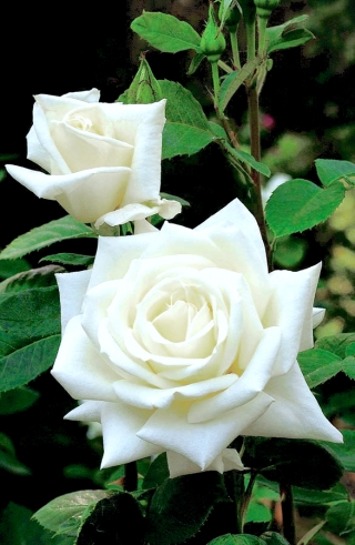 Róża wielkokwiatowa biała - sadzonka