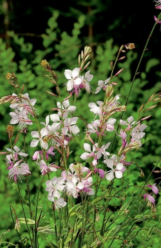 Gaura - Gaura lindheimeri