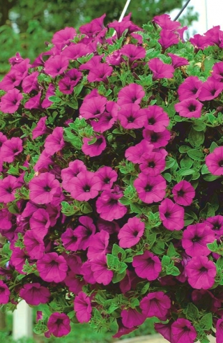 Petunia ogrodowa - Kaskada purpurowa