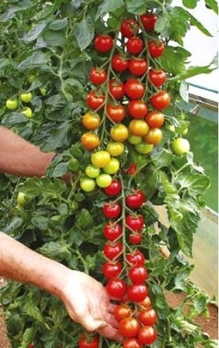 Pomidor Koralik