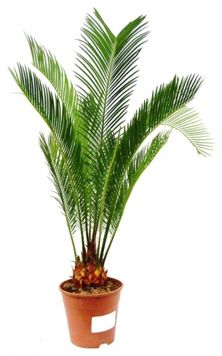 Sagowiec wygięty, Palma paprociowa - Cycas revoluta 1