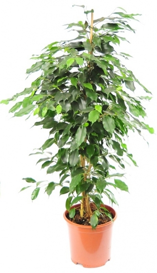 Fikus (Figowiec) benjamiński - Ficus benjamina danielle