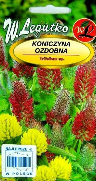 Koniczyna ozdobna