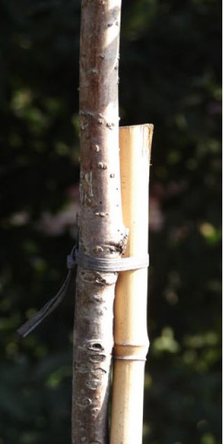 Tyczki bambusowe - 12-14 mm / 105 cm - 5 szt.