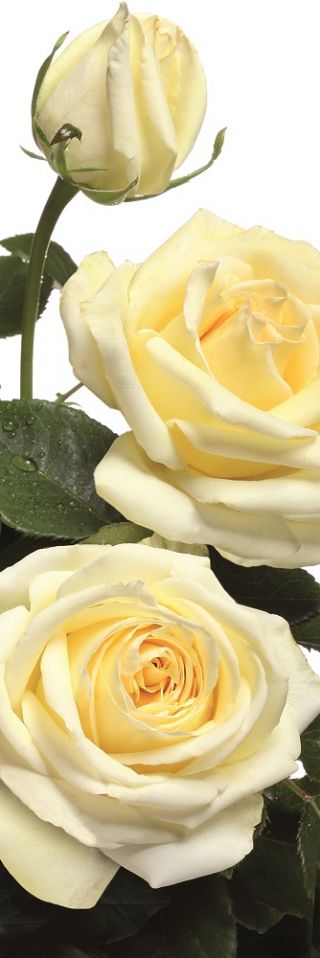 Róża wielkokwiatowa kremowa - sadzonka